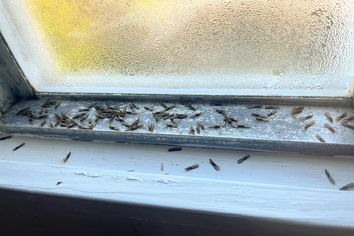 Shed termite wings and dead swarmers on windowsill